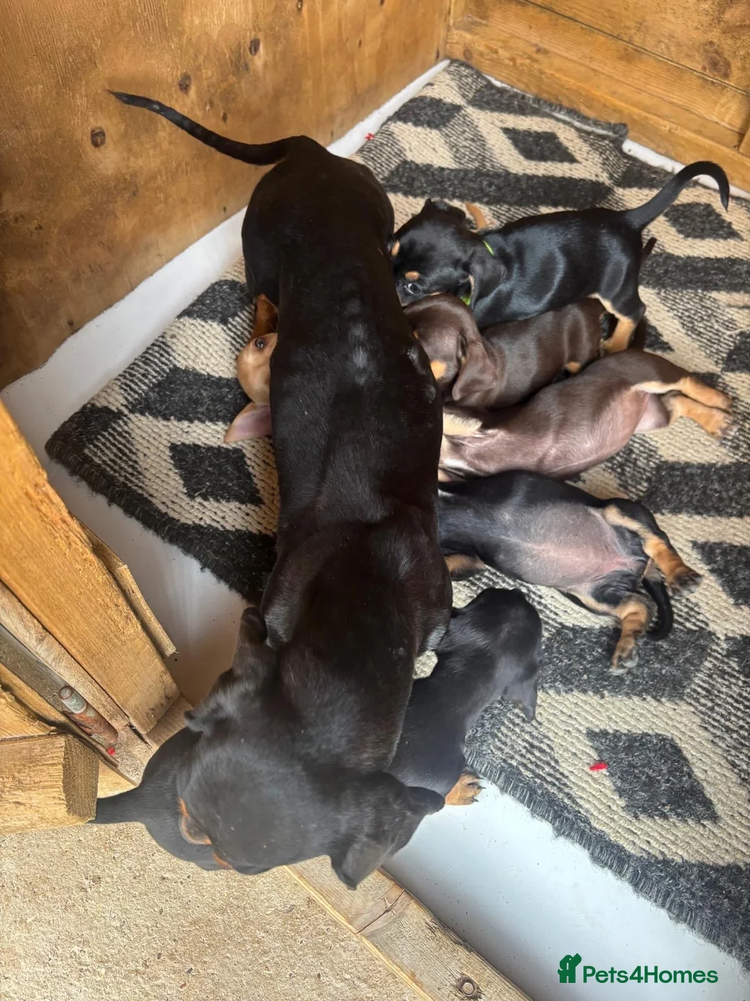Dachshund dogs for sale: BEAUTIFUL DACHSHUND PUPS READY 9/11  - Advert 2
