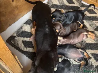 Dachshund dogs BEAUTIFUL DACHSHUND PUPS READY LAST 2, 9TH SEPT - Advert 6