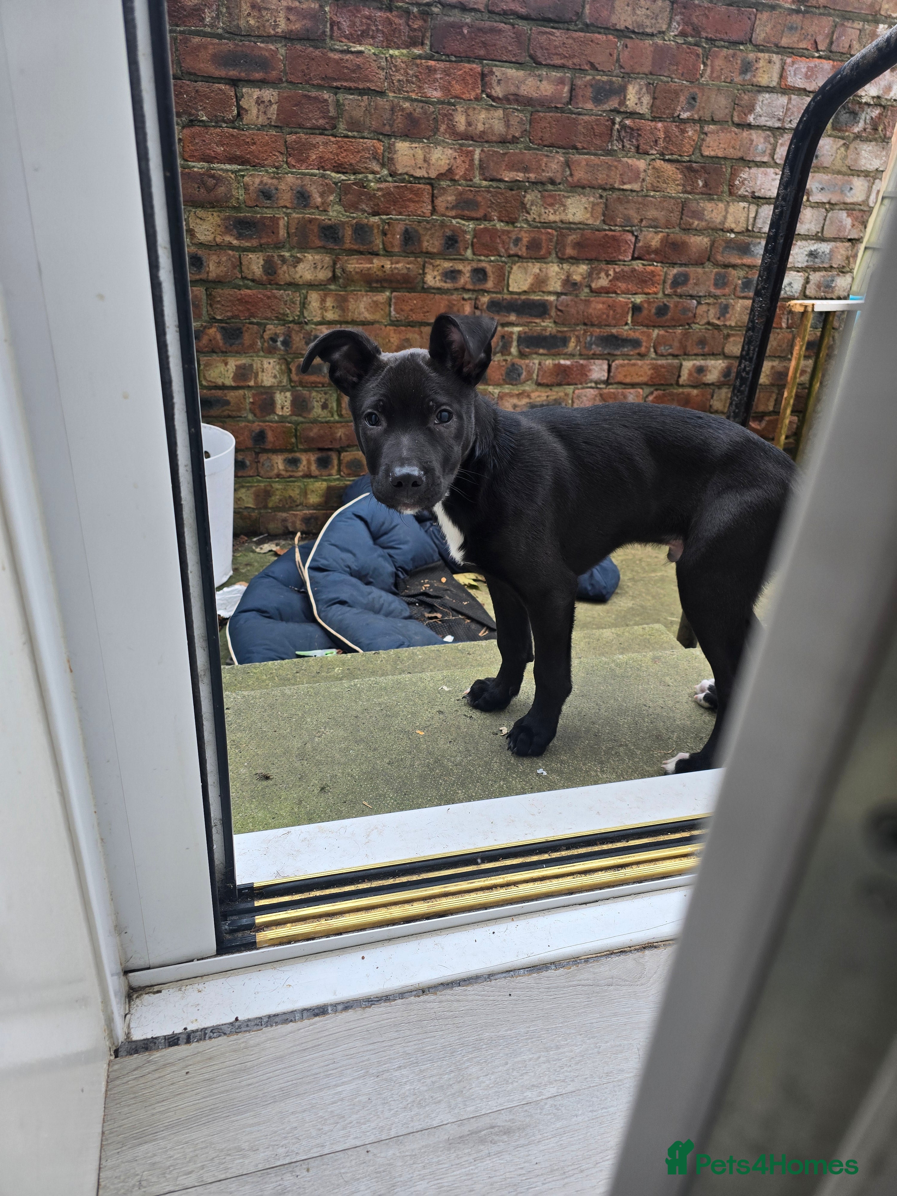 Mixed Breed dogs 16 week old staff crossed with border collie - Advert 2