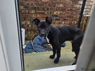 Mixed Breed dogs 16 week old staff crossed with border collie - Advert 2