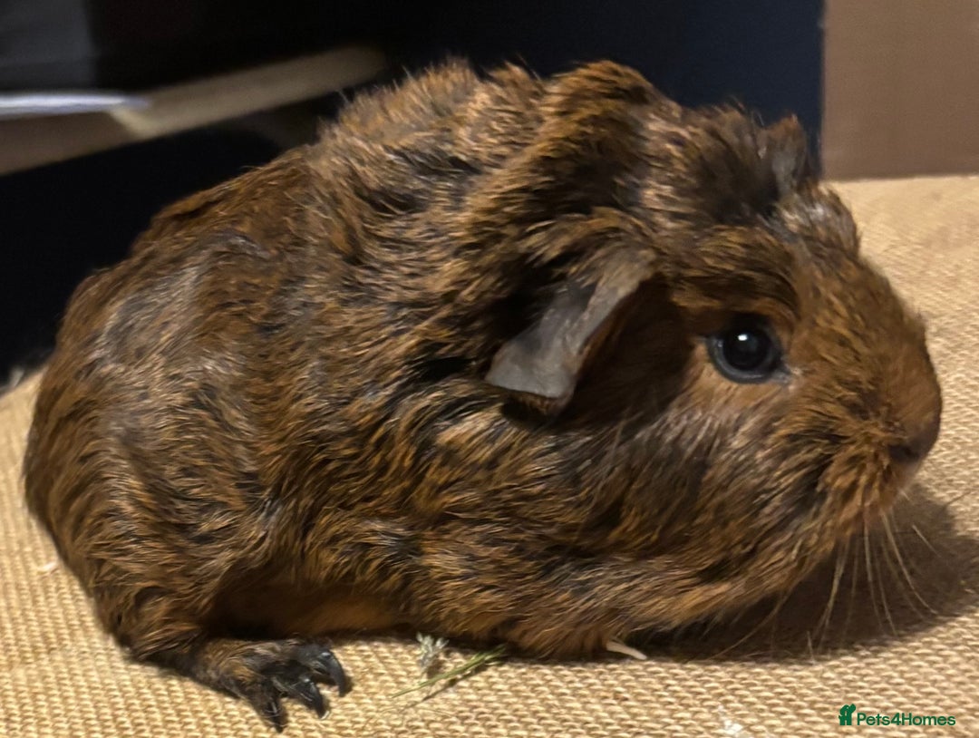 Guinea Pig rodents for sale: Pair of guinepig boys for loving  home  - Advert 3