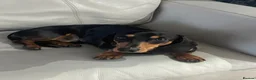 Dachshund dogs for stud: First time stud  in Larkhall - Advert 5