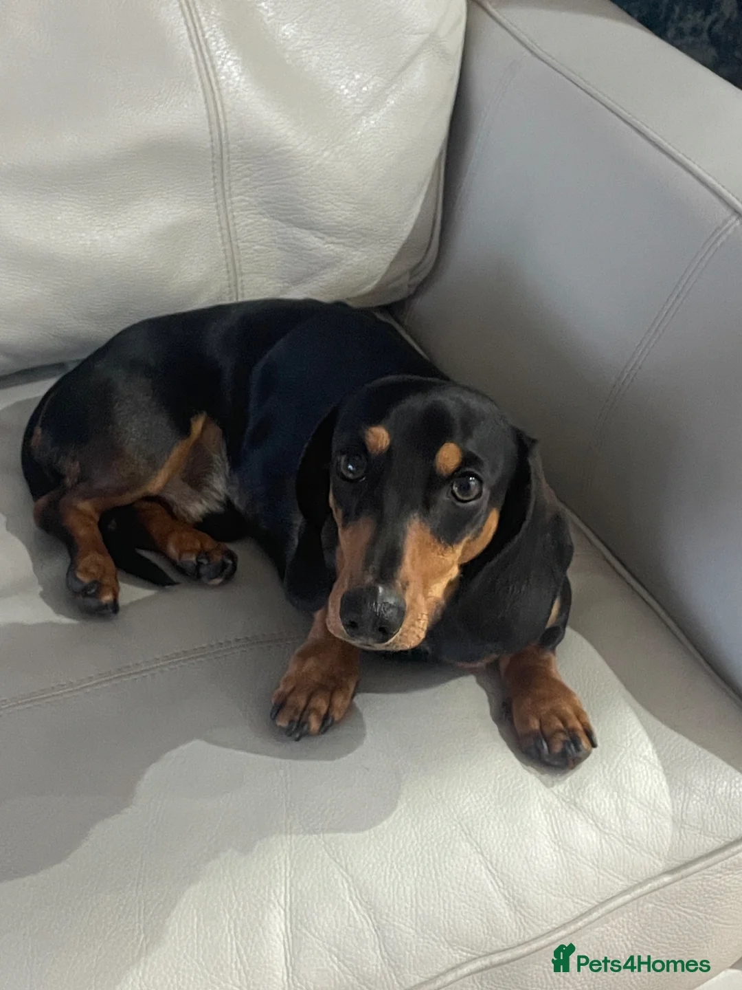 Dachshund dogs for stud: First time stud  in Larkhall - Advert 5