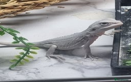 Bearded Dragon reptiles for sale: Bearded dragons  babies  - Image 34