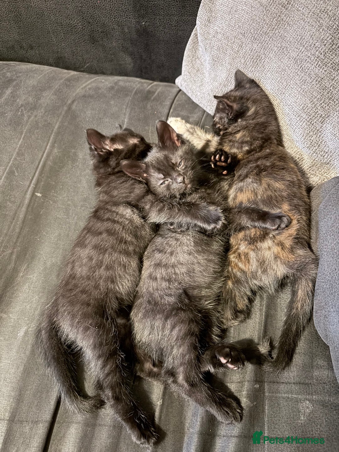 Mixed Breed cats for sale: Kittens for sale  - Advert 5