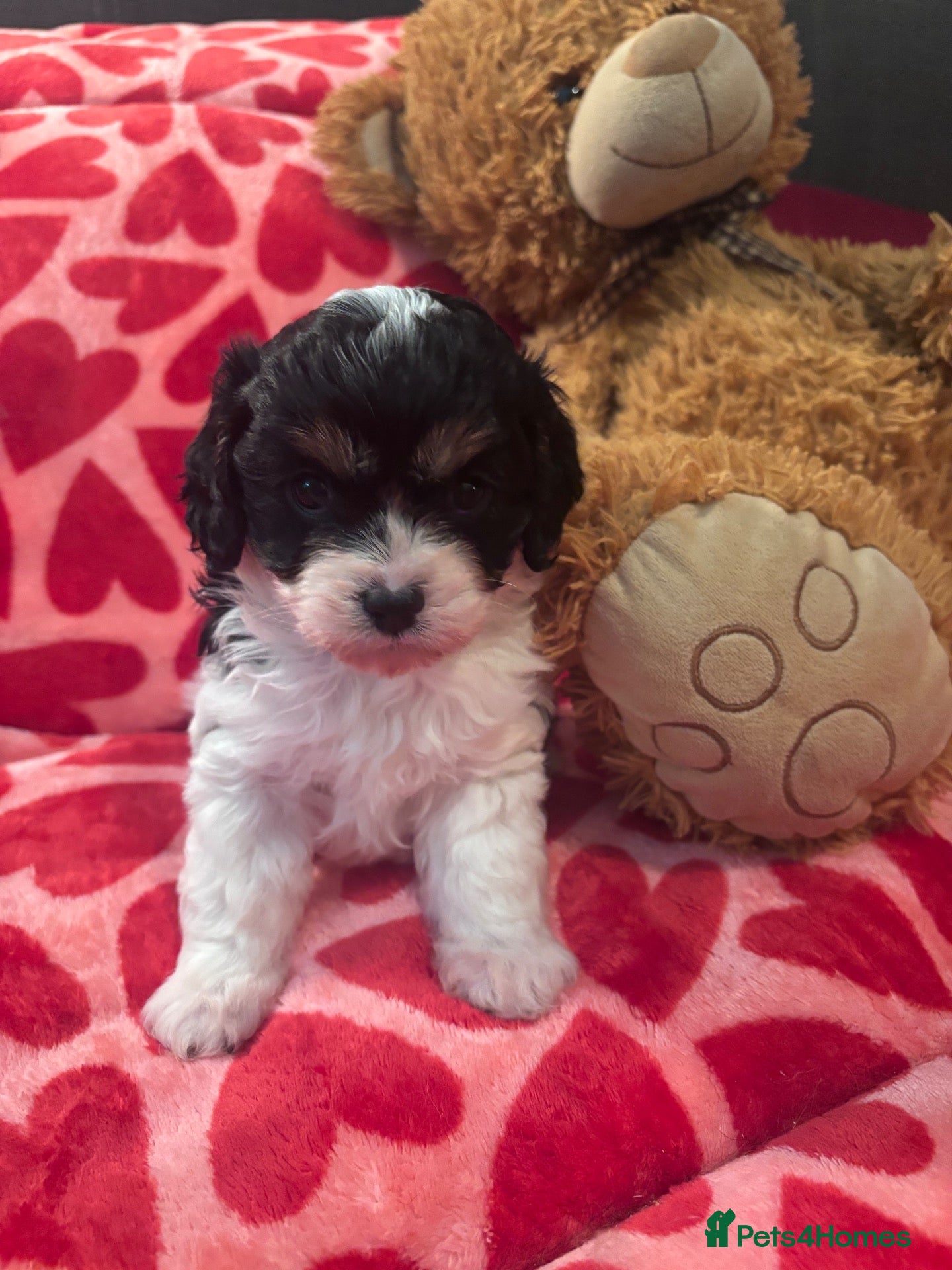 Cavapoo dogs Cavapoo babies Tri colour Heakth tested Parents  - Advert 3