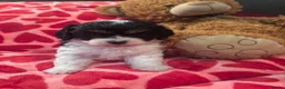 Cavapoo dogs for sale: Cavapoo babies Tri colour Heakth tested Parents  - Advert 1
