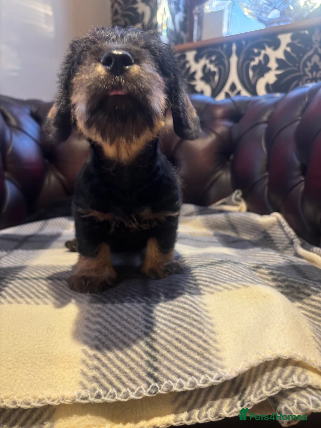 Miniature Dachshund dogs for sale: Miniature WIRE haired dachshund  - Advert 7