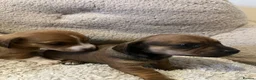 Chiweenie dogs for sale: Beautiful dachshund/chi pups - Advert 7