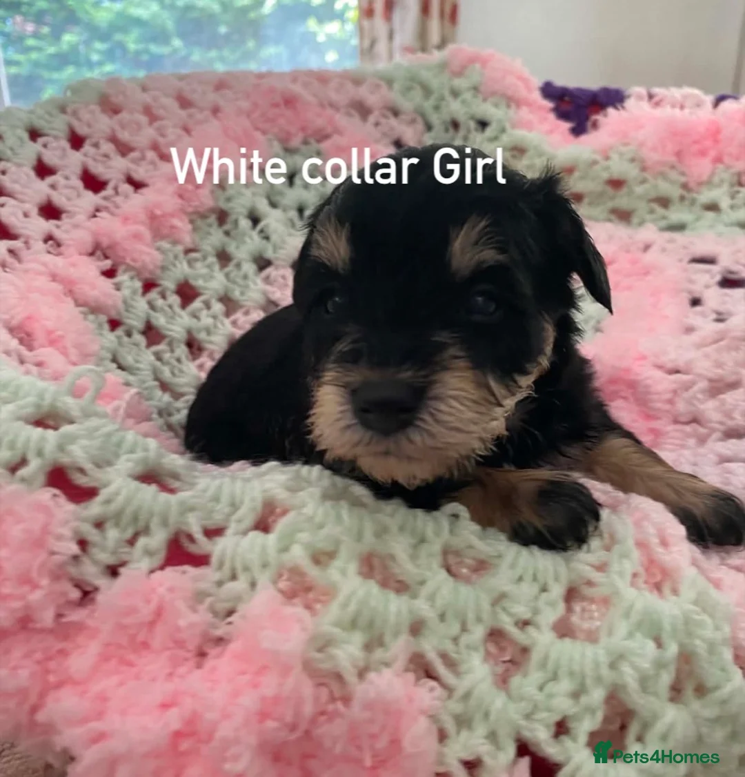 Schnoodle dogs for sale: F1 Toy Schnoodles  - Advert 2