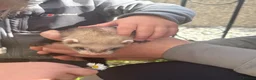 Ferret rodents for sale: 4 ferret kits left  - Advert 2