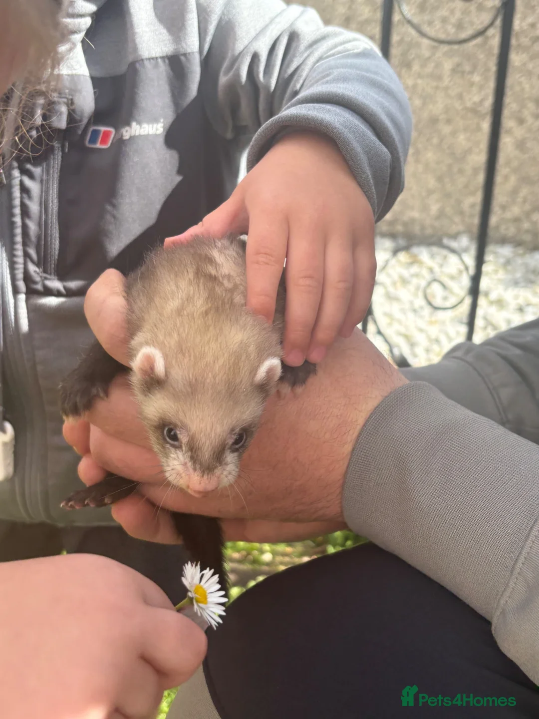 Ferret rodents for sale: 4 ferret kits left  - Advert 2