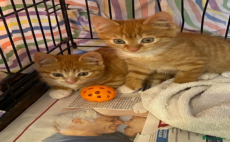 Mixed Breed cats - Advert 2