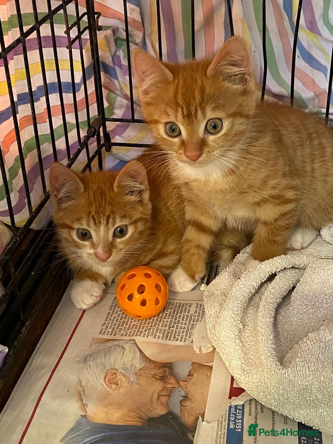 Mixed Breed cats for sale: Kittens for sale  - Image 1