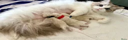 Ragdoll cats for sale: Gorgeous kittens with true ragdoll character - Advert 34