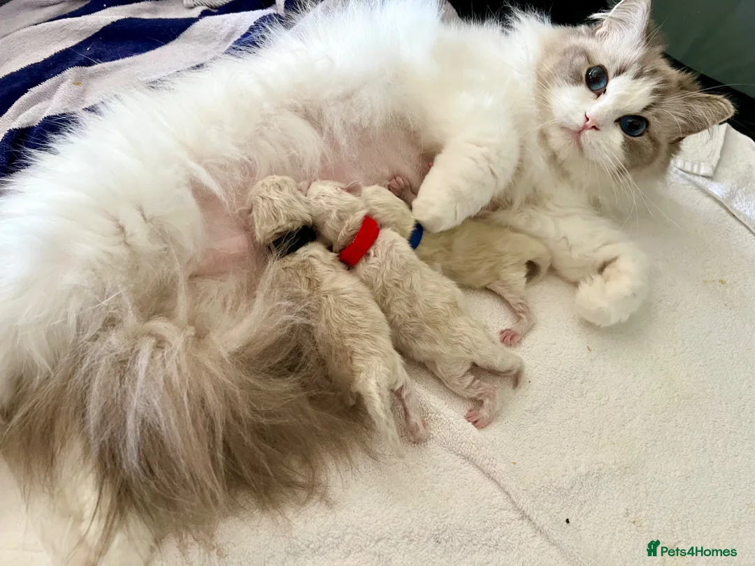 Ragdoll cats for sale: Gorgeous kittens with true ragdoll character - Advert 34