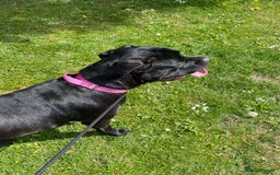 Cane Corso dogs for sale: Denver - Image 8
