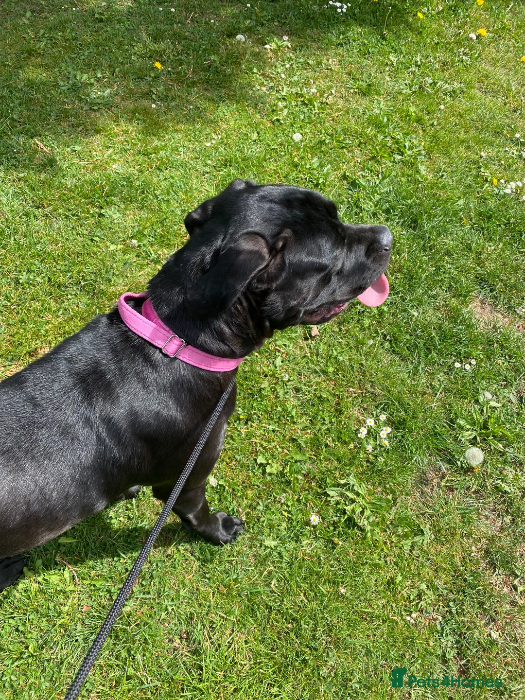 Cane Corso dogs for sale: Denver - Image 8