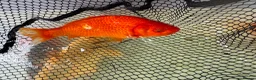 Koi Carp fish for sale: Mixed Koi Carp Golden Orfe Fish Collection - Advert 8