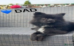 Pomsky dogs for sale: Ready - Blue eyed pomsky’s  - Image 14