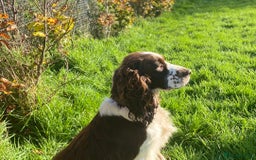 Sproodle dogs for sale: The apple of my eye - Image 16