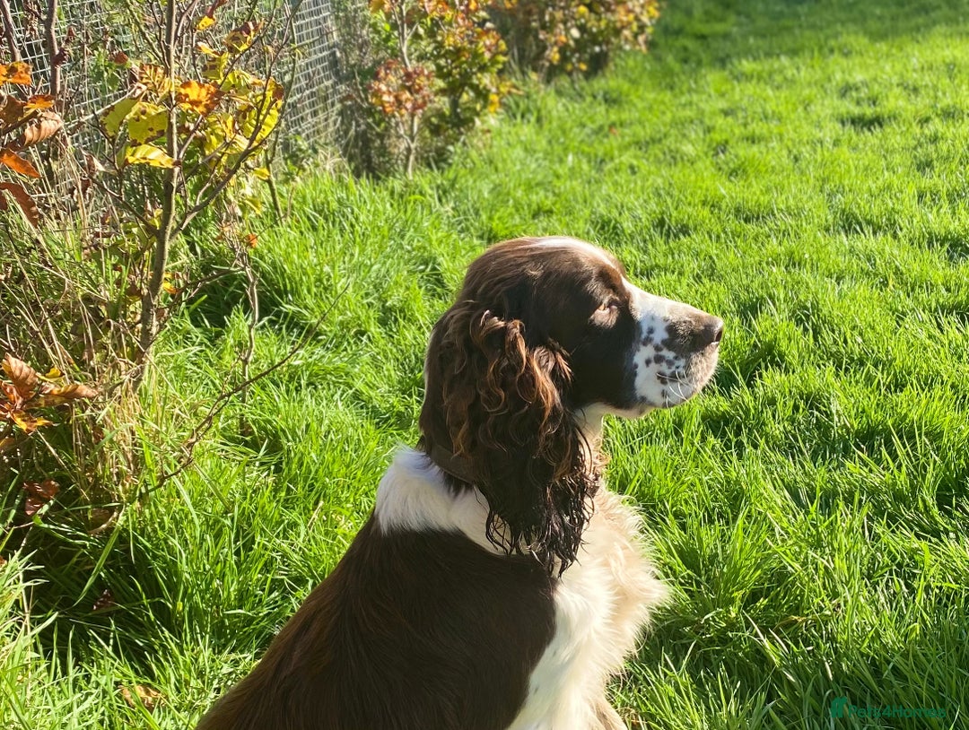 Sproodle dogs for sale: The apple of my eye - Image 16