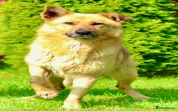 German Shepherd dogs for adoption: Ridgey – The Dog They Left Behind - Image 16