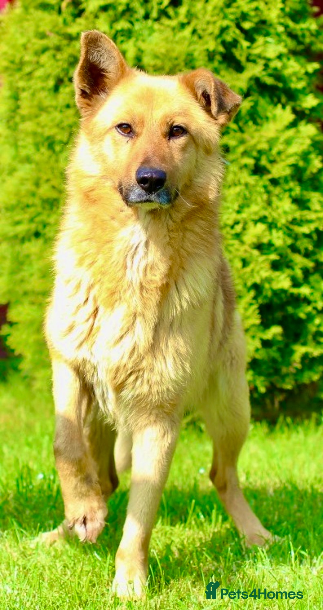 German Shepherd dogs for adoption: Ridgey – The Dog They Left Behind - Image 16