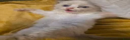 Ragdoll cats for sale: 🩵 6 Beautiful pure ragdolls 🩷 - Advert 26