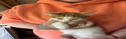British Shorthair cats for sale: 3 11 week old kittens for sale - Advert 3