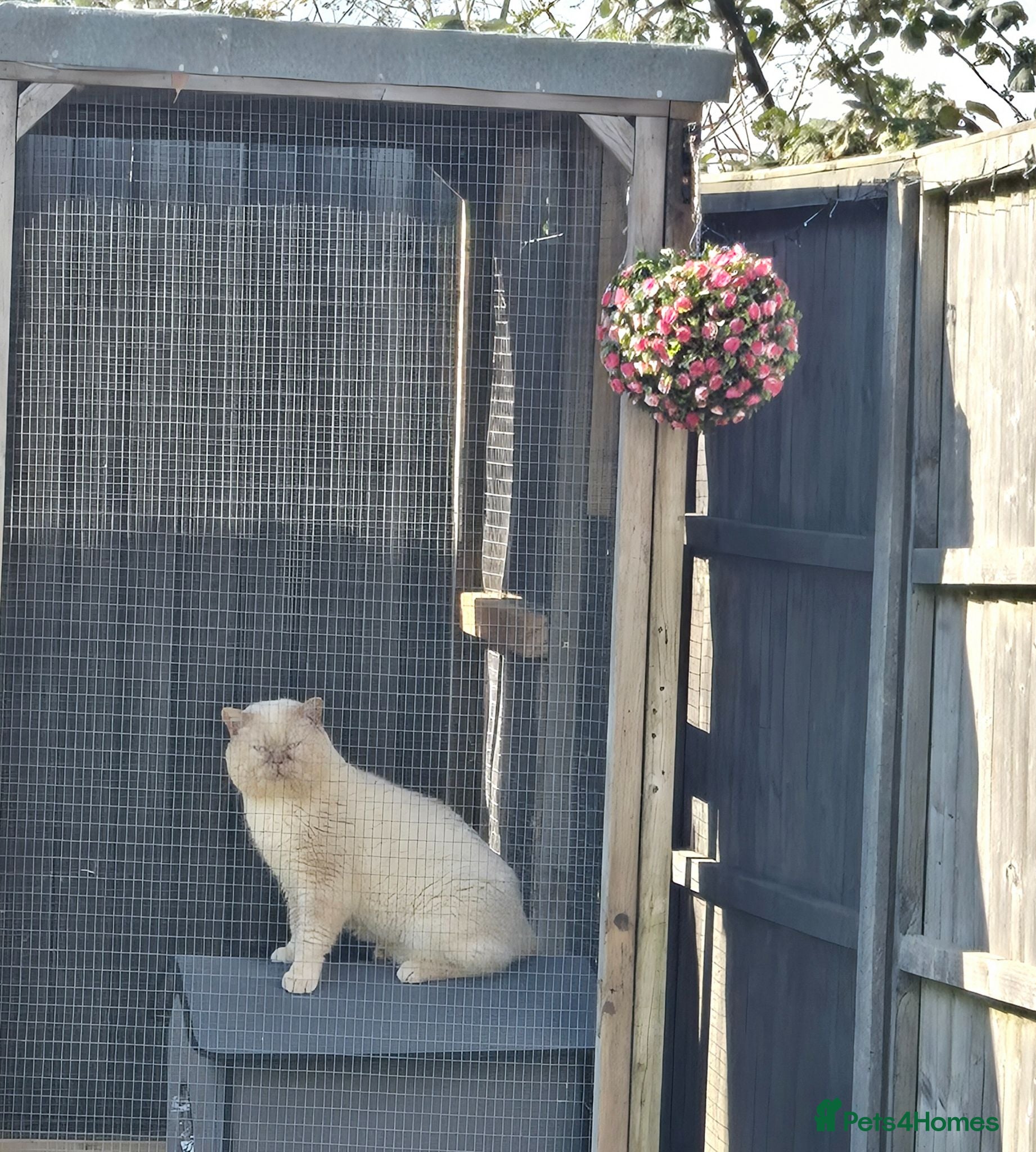 British Shorthair cats Flame colourpoint Active Stud cat Zeus - Advert 5