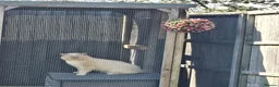 British Shorthair cats for sale: Flame colourpoint Active Stud cat Zeus - Advert 1