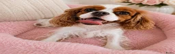 Cavalier King Charles Spaniel dogs for sale: 2 x female Cavalier King Charles Spaniels  - Advert 2