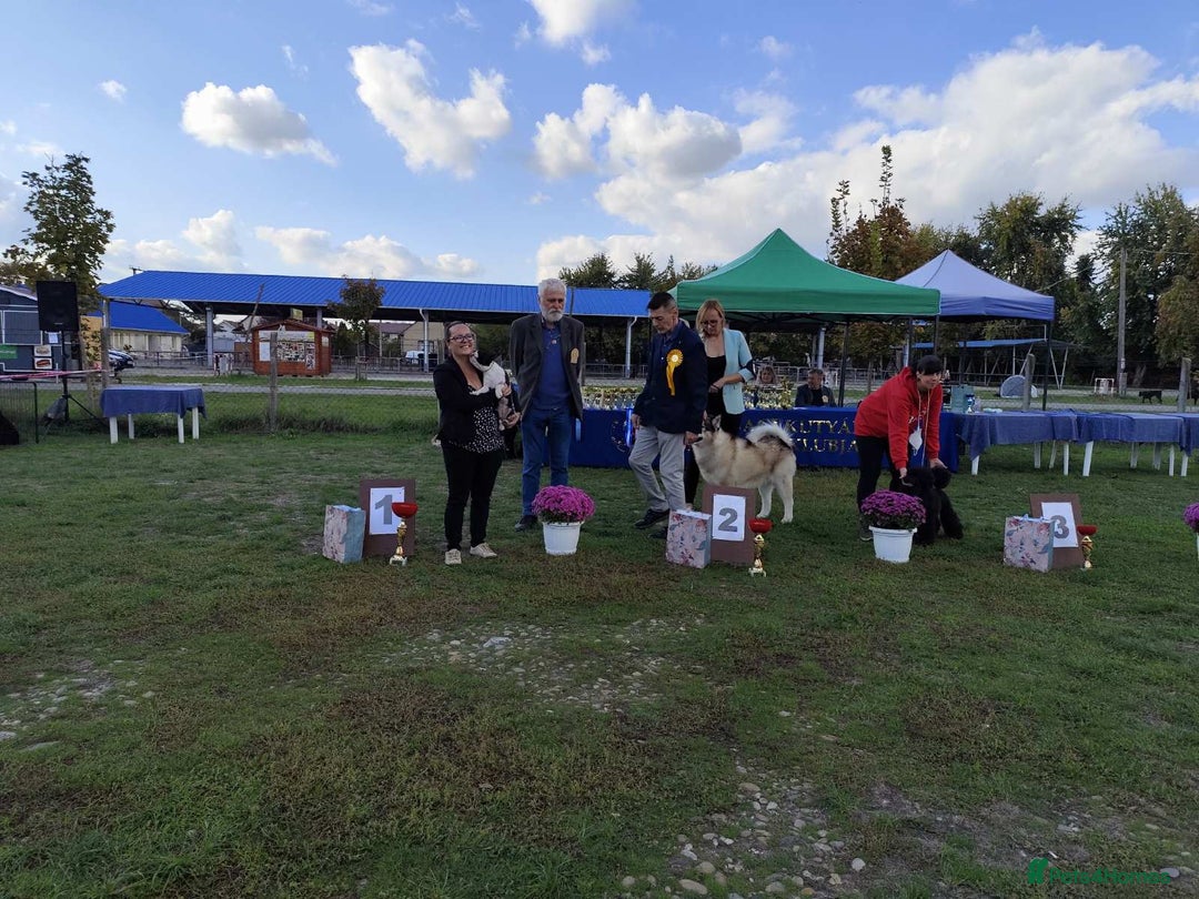 Boston Terrier dogs for sale: Boston terrier puppies - Advert 7