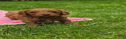 Cavapoo dogs for sale: ❤️Beautiful cavapoo- Ready 16th July ❤️ - Advert 13