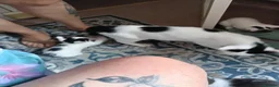 Mixed Breed cats for sale: M/F kittens ready to leave now in Great Yarmouth - Advert 6