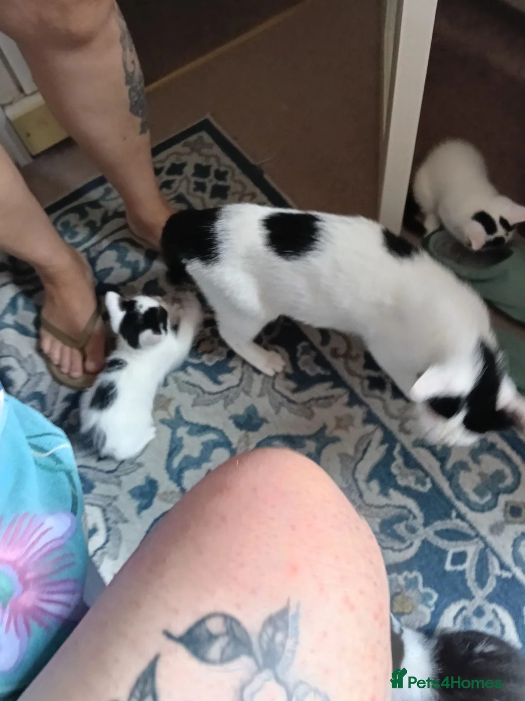 Mixed Breed cats for sale: M/F kittens ready to leave now in Great Yarmouth - Advert 6
