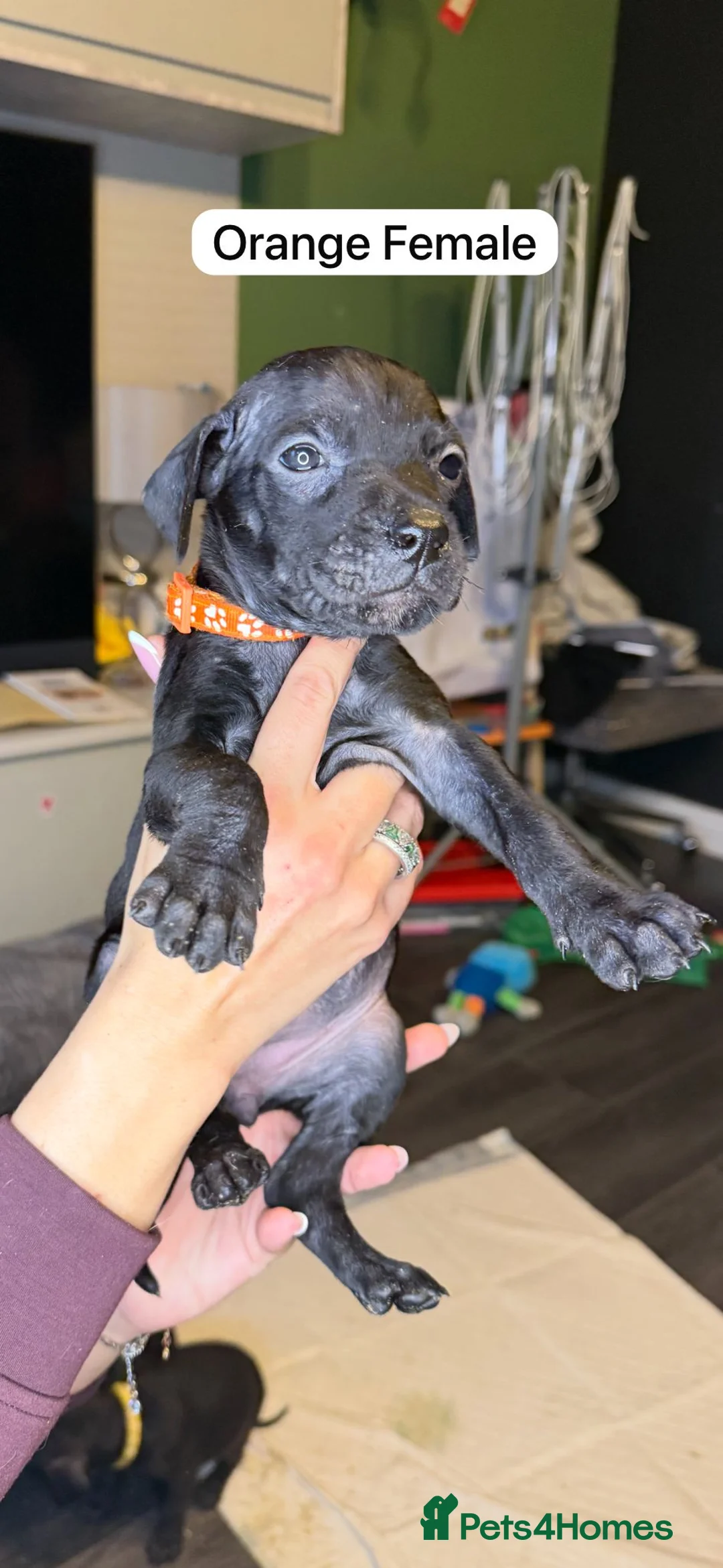 Mixed Breed dogs for sale: Canis Panther Pups - Advert 8