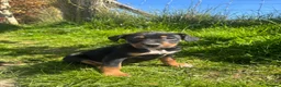 Mixed Breed dogs for sale: Collie x puppies looking for loving homes in Barnstaple - Advert 8