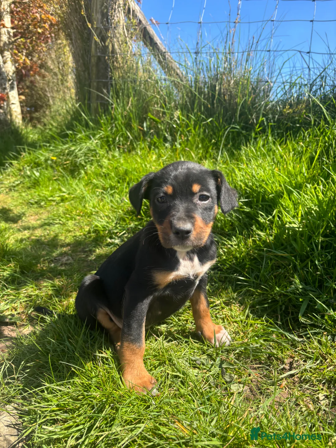Mixed Breed dogs for sale: Collie x puppies looking for loving homes in Barnstaple - Advert 8