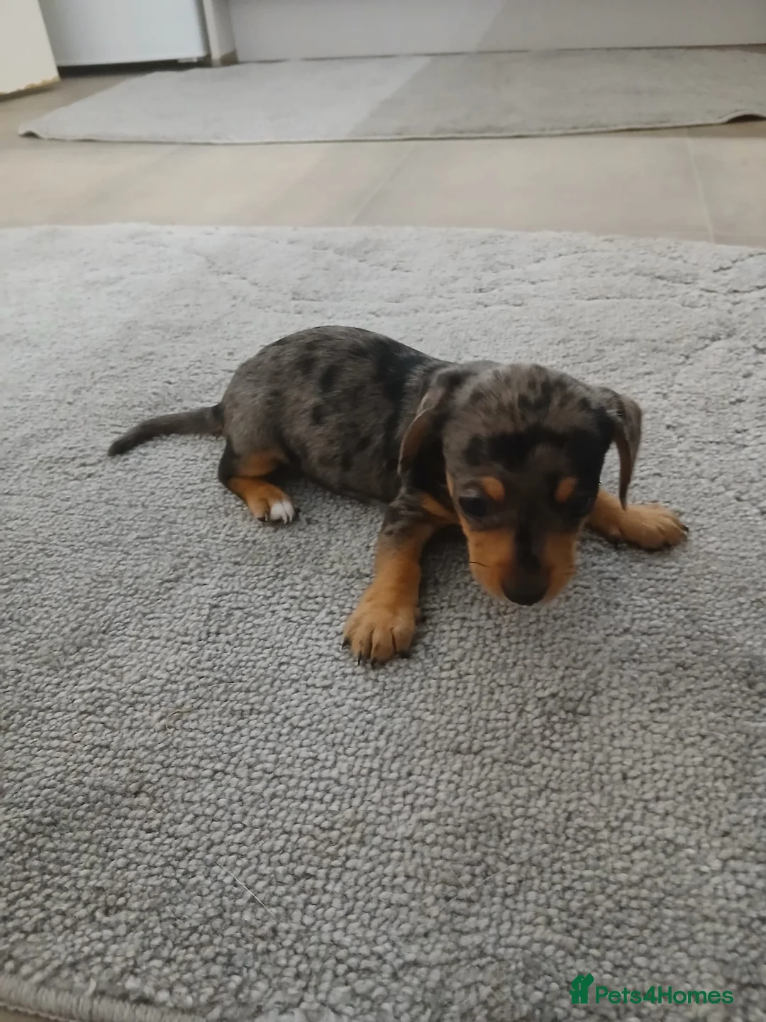 Chiweenie dogs for sale: Stunning chiweenies ready - Advert 2