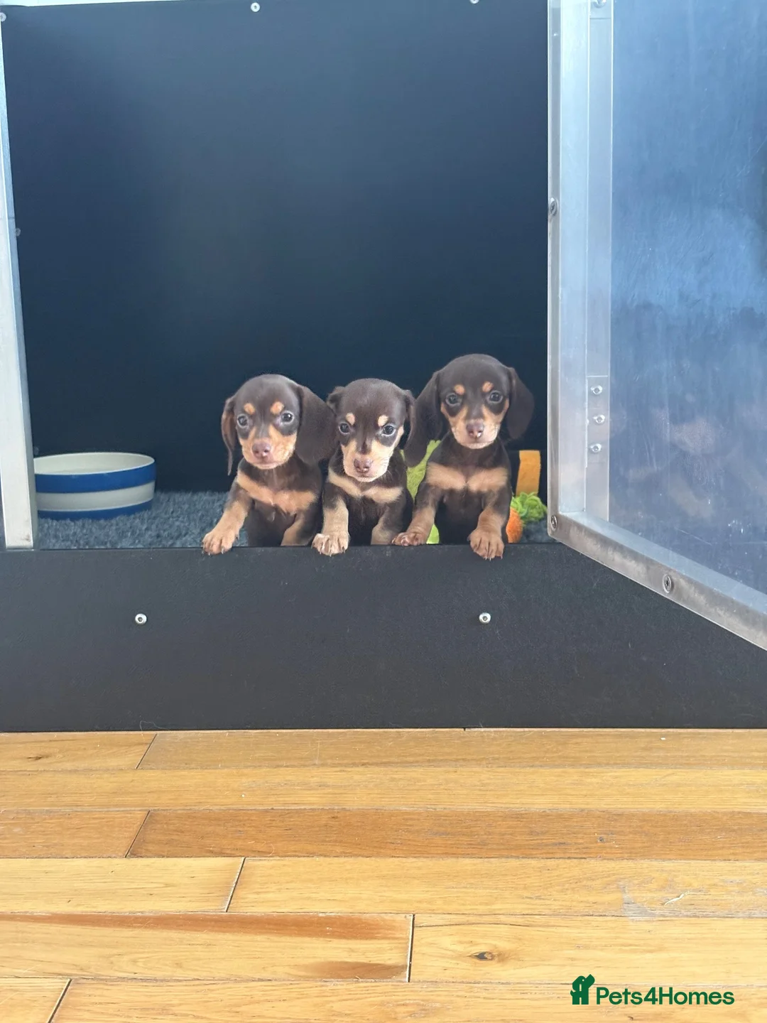 Dachshund dogs for sale: Dachshund  - Advert 1