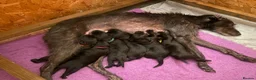 Mixed Breed dogs for sale: Beautiful Bedlington whippet puppies for sale in Newmarket - Advert 10