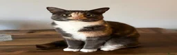 Mixed Breed cats for sale: Brother & Sister cats available in Glasgow - Advert 4
