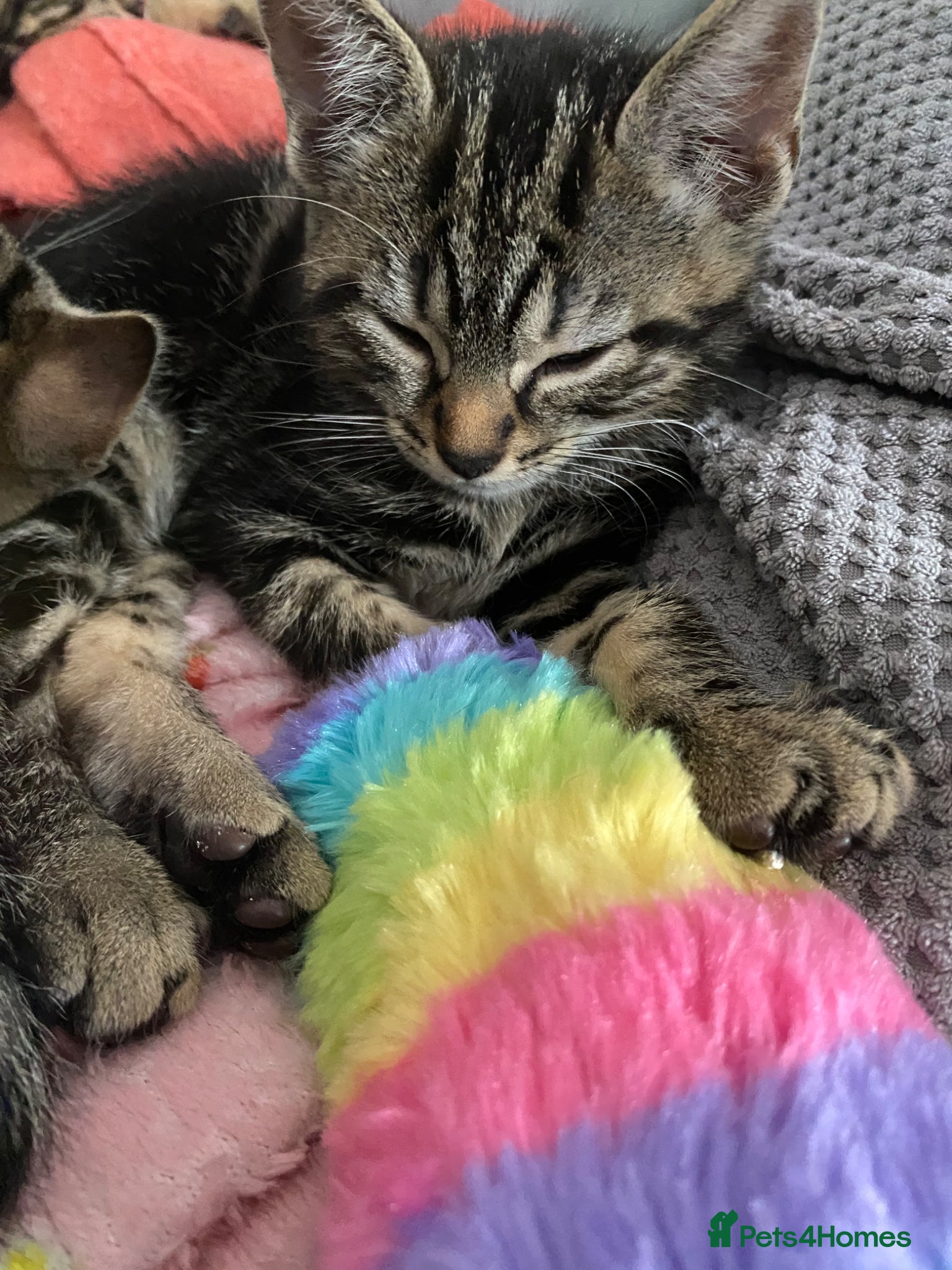 Bengal cats Beautiful Bengal kittens ❤️ - Advert 5