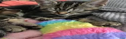 Bengal cats for sale:  Bengal kittens, ready to go! ❤️🏡 - Advert 11