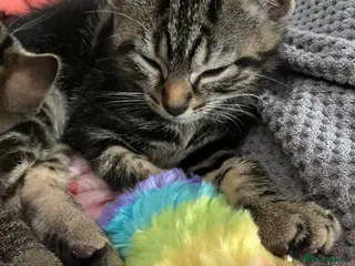 Bengal cats Beautiful Bengal kittens ❤️ - Advert 5