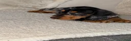 Dachshund dogs for sale: Standard wire haired dachshund  - Advert 23