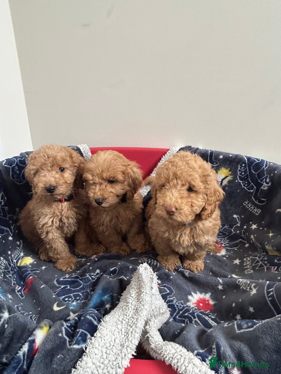 Cockapoo dogs for sale: 9 weeks old Cockapoo puppies  - Image 8