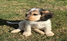 Cocker Spaniel dogs for sale: Stunning Pedigree KC Show Cocker Puppies  - Image 10